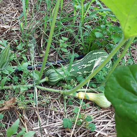 Quinta Ecologica Da Peneda Agroturismo By Peneda Ecofarm アルコス・デ・ヴァルデヴェス エクステリア 写真