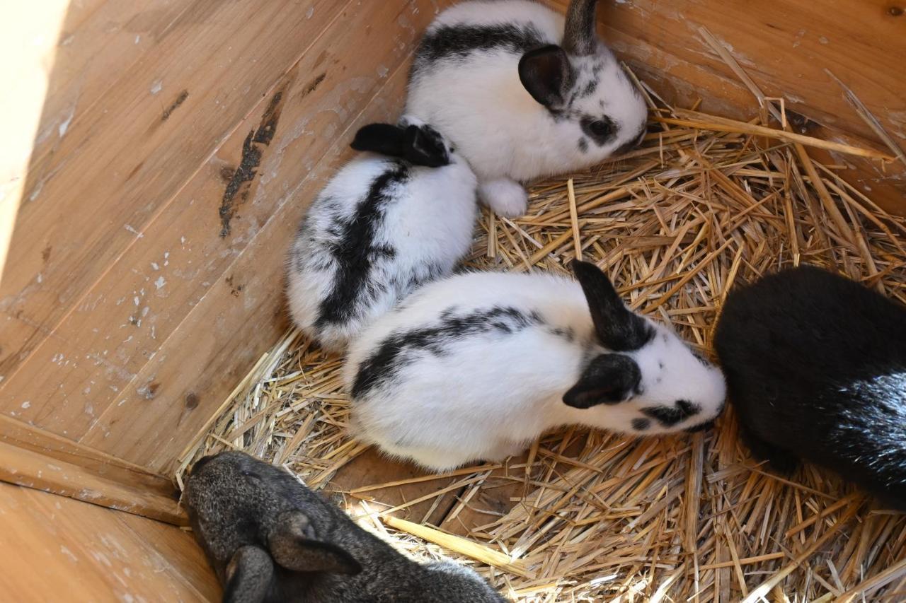 Quinta Ecologica Da Peneda Agroturismo By Peneda Ecofarm アルコス・デ・ヴァルデヴェス エクステリア 写真
