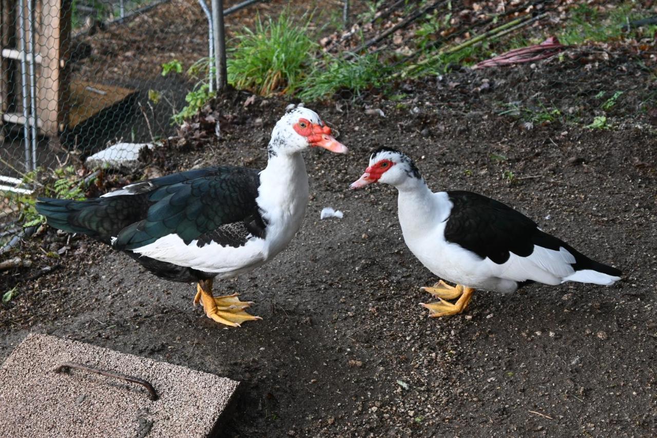 Quinta Ecologica Da Peneda Agroturismo By Peneda Ecofarm アルコス・デ・ヴァルデヴェス エクステリア 写真