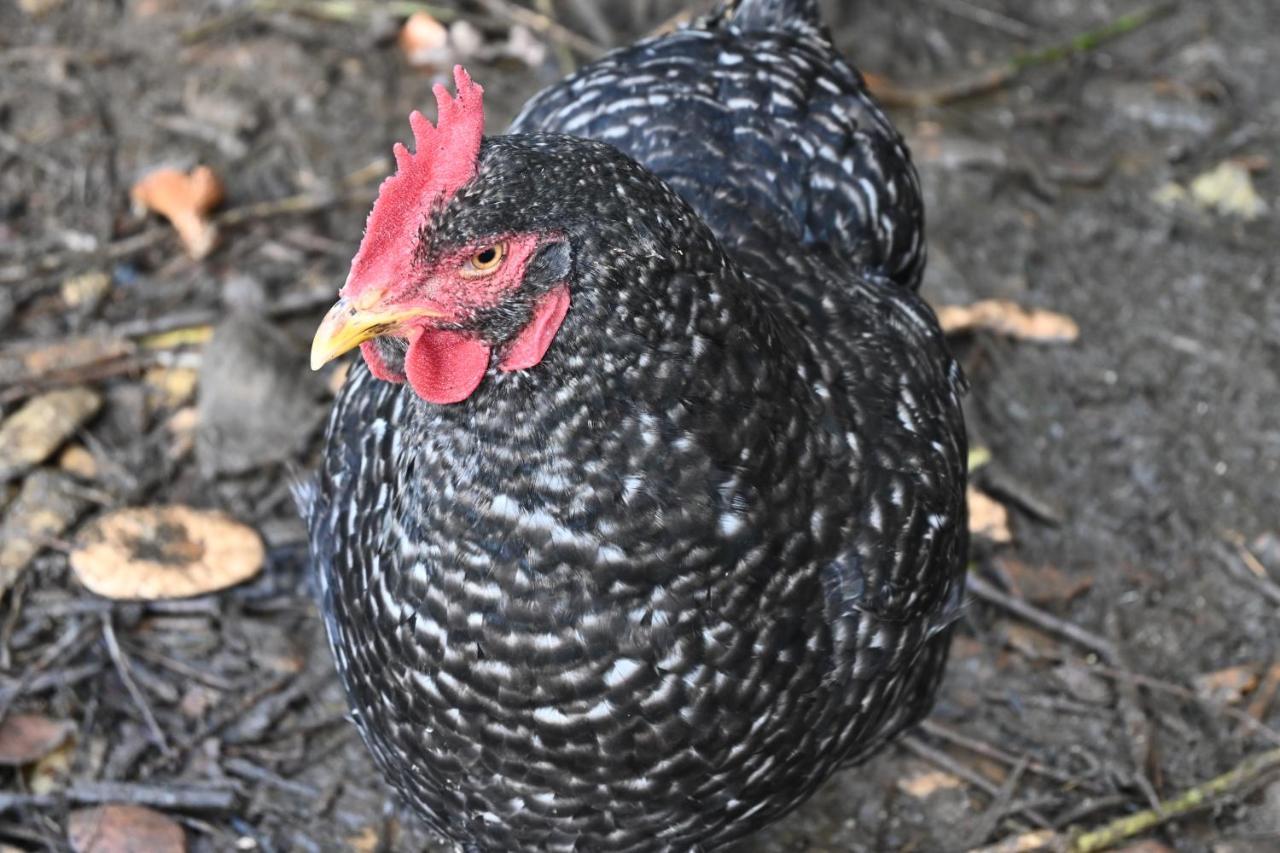 Quinta Ecologica Da Peneda Agroturismo By Peneda Ecofarm アルコス・デ・ヴァルデヴェス エクステリア 写真